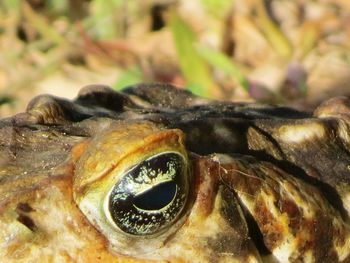 Close-up of lizard