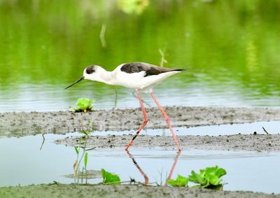 Bird perching on a lake