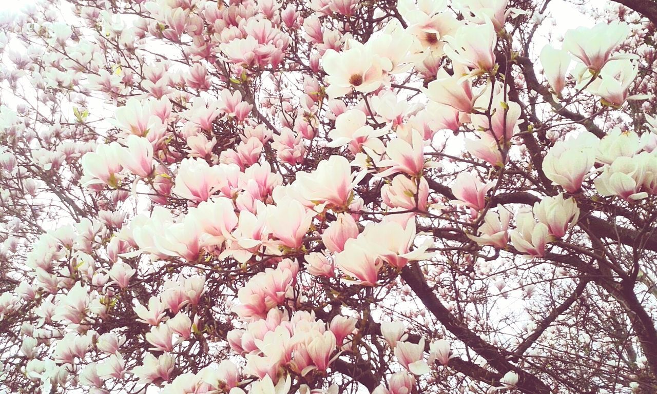 branch, flower, tree, low angle view, growth, freshness, beauty in nature, nature, fragility, blossom, sky, pink color, in bloom, cherry blossom, outdoors, springtime, cherry tree, blooming, day, twig