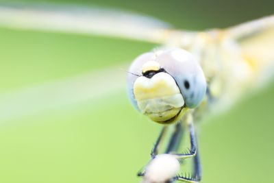 Close-up of plant against blurred background
