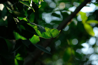 Close-up of green leaves