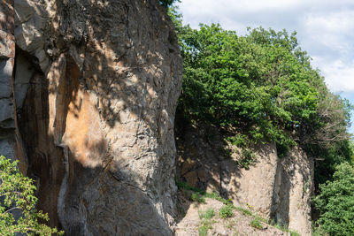 Trees growing on rock against sky