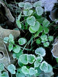 Close-up of leaves