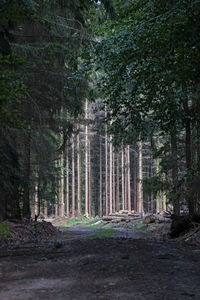 Trees in forest