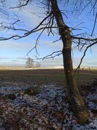 Bare tree on field against sky