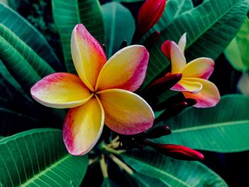 Close-up of frangipani on plant