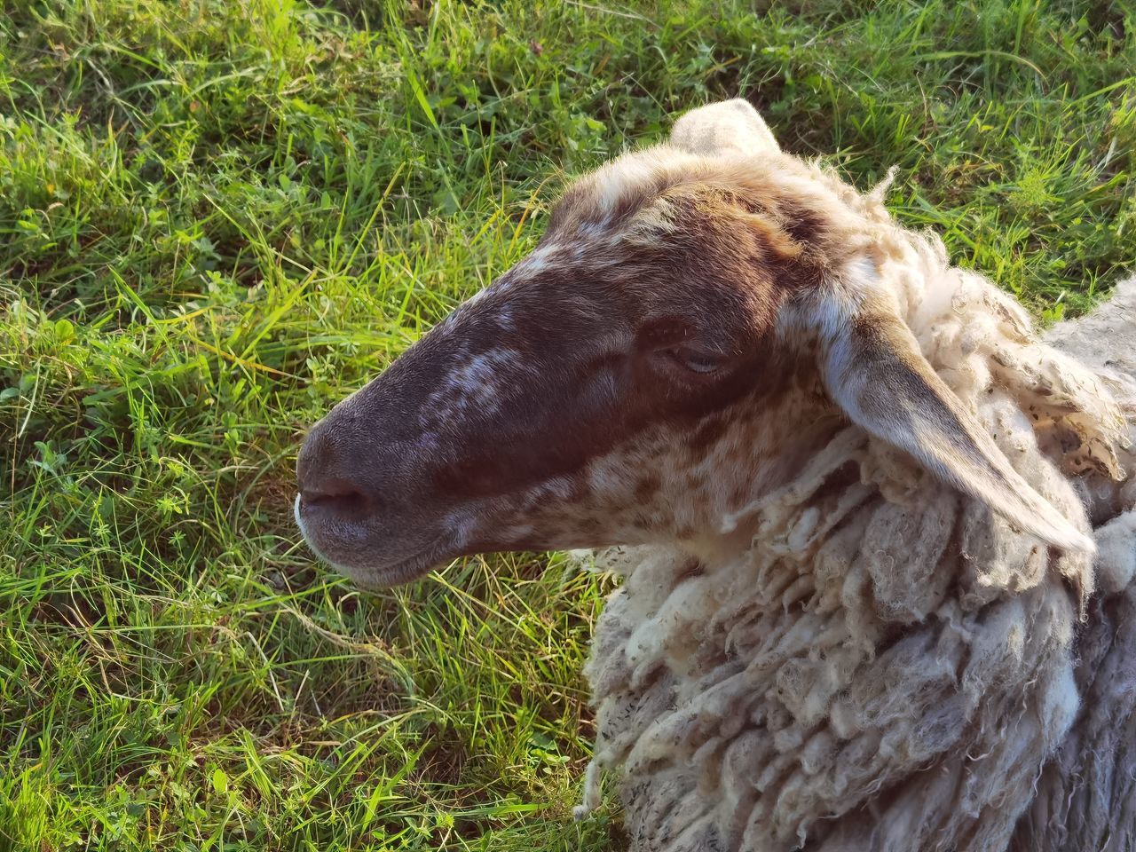 CLOSE-UP OF SHEEP ON FIELD