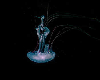 Close-up of jellyfish against black background