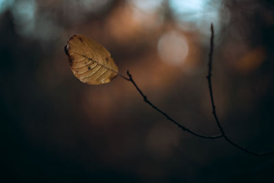 Close-up of dried leaf on plant