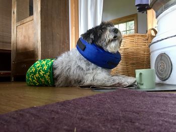 Close-up of dog sitting on table at home