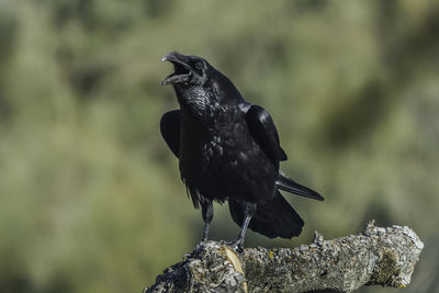 Close-up of raven perching on branch