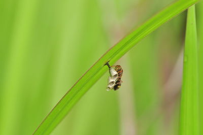 Close-up of insect on plant