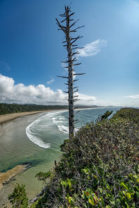 Plants by sea against sky