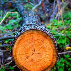 Close-up of wooden logs in forest