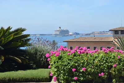 Pink flowering plants by sea against sky