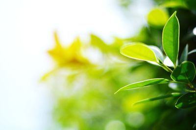 Close-up of yellow flowering plant leaves