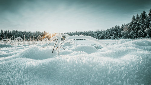 Snow covered land and trees against sky