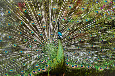 Full frame shot of peacock feathers