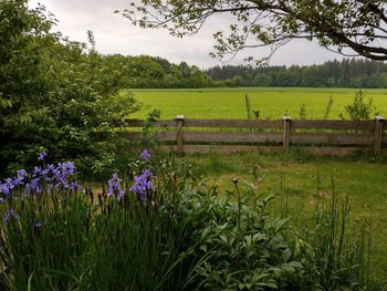 Scenic view of flowering plants on field against sky