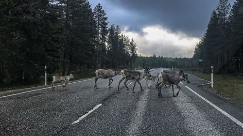 View of horse walking on road