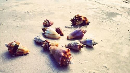 High angle view of crab on sand