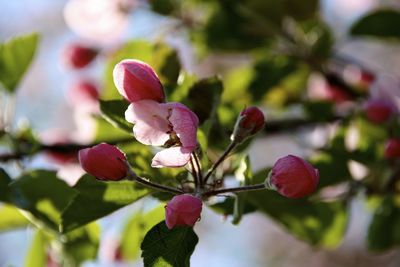 Close-up of pink flowers blooming outdoors