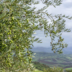 Scenic view of trees against sky