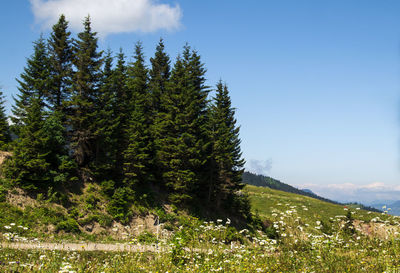 Pine trees in forest against sky