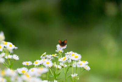 Close-up of insect on flowers