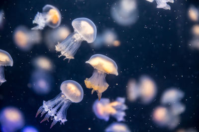 Close-up of jellyfish swimming in sea