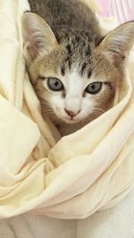 Close-up portrait of a cat