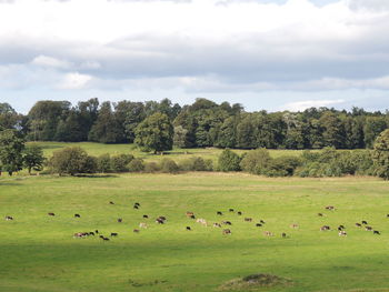 Flock of birds on grassy field against sky