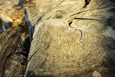 Close-up of damaged tree stump 