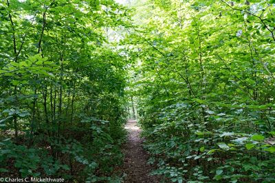 Footpath amidst trees in forest