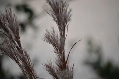 Close-up of plants against sky