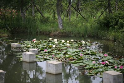 View of water lilies in lake