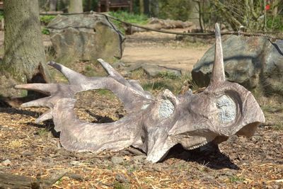 Close-up of animal skull on field