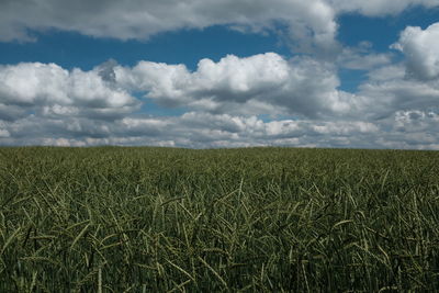 Scenic view of agricultural field against sky