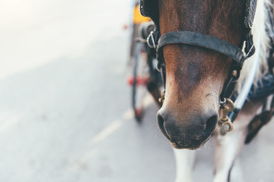 Close-up of horse cart on street