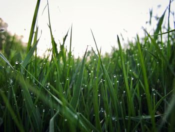 Close-up of wet grass on field during rainy season