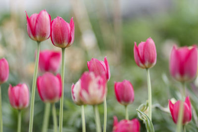 Close-up of pink tulips on field