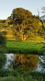 Scenic view of forest by lake against sky