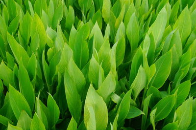 Full frame shot of fresh green field