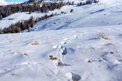 Animal tracks in the snow