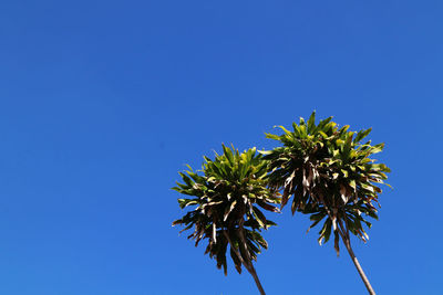 Low angle view of flowering plant against blue sky