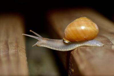 snail