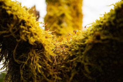 Close-up of insect on yellow flower