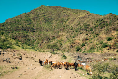 A herd of masai boran cattle grazing at ngare sero river in ngorongoro conservation area in tanzania