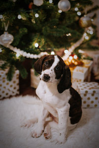 Portrait of dog sitting on christmas tree