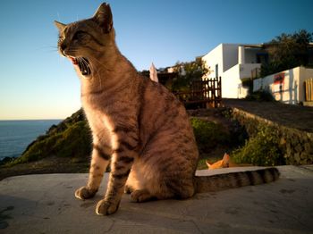 Cat in the evening light 